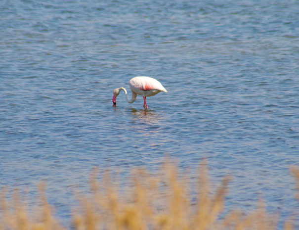 Fenicottero nello stagno a Porto Pino , visita il sud ovest Sardegna soggiornando all'Agriturismo Sirimagus